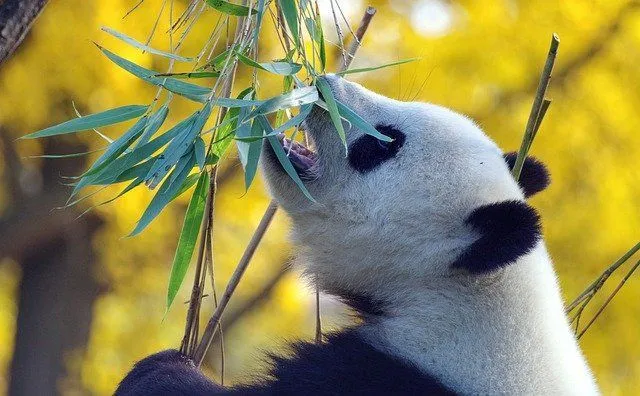 Scientists speculate that pandas became full-time bamboo eaters over two million years ago!