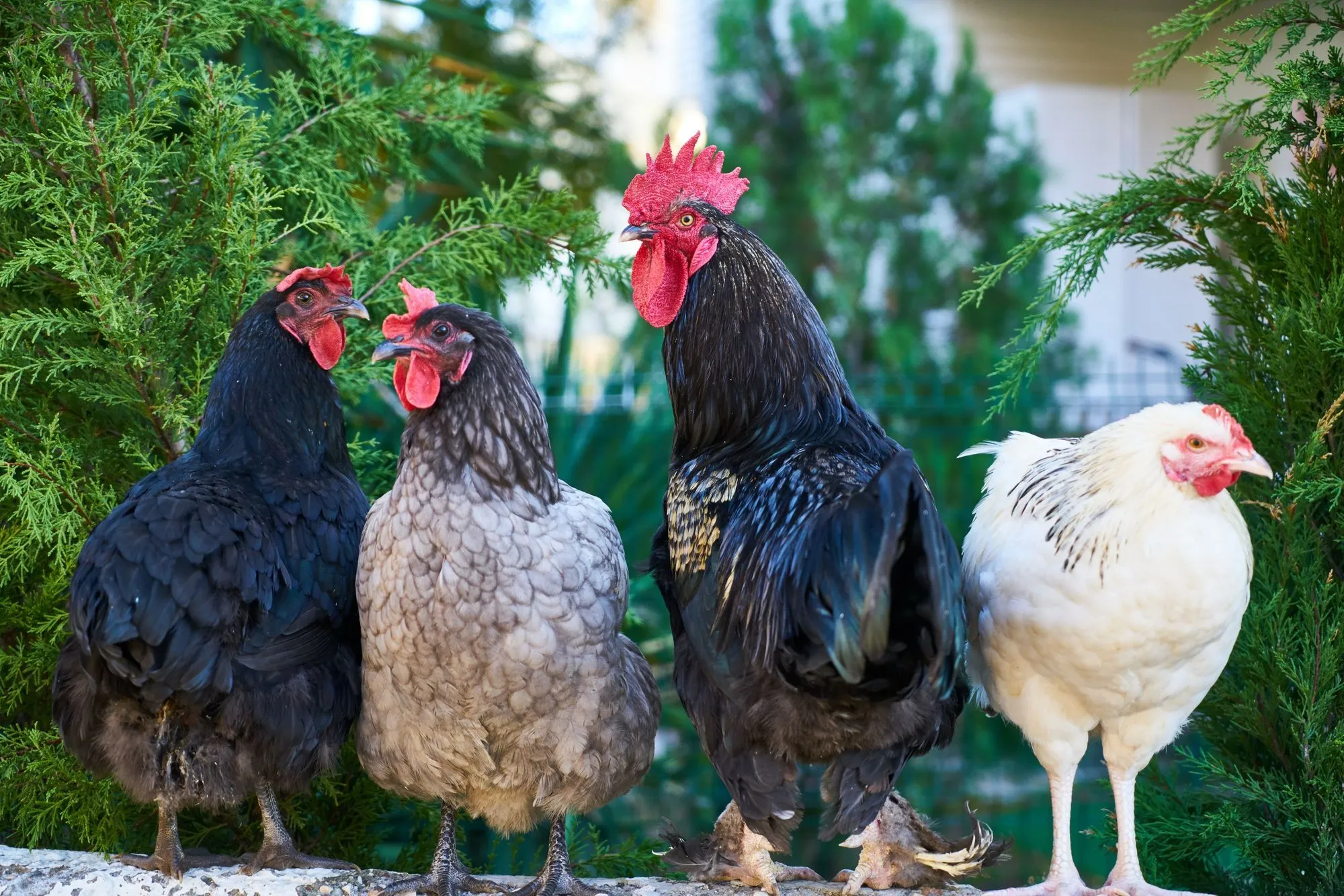 How Old Do Chickens Live Predicting Your Poultry's Lifespan