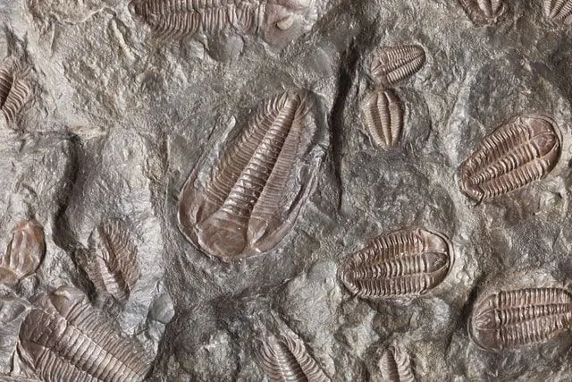 How Petrified Fossils Are Formed: Uncovering Fascinating Formations | Kidadl