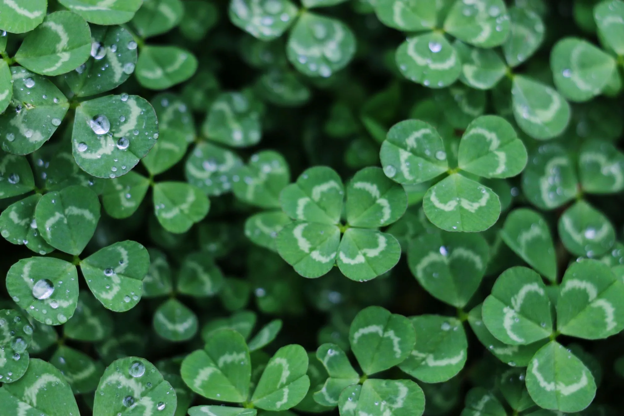 How Rare Are 4 Leaf Clovers? Odds Of Finding Four Leaf Clover