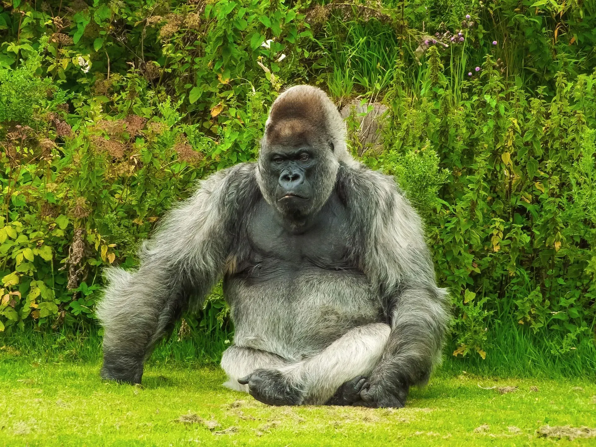 How strong are gorillas? This strong wild animal can be nine times stronger compared to an adult human.