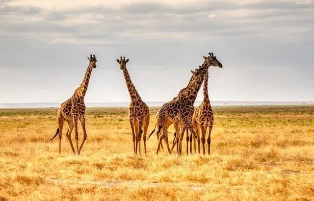 The giraffe, Giraffa camelopardalis, is one of the Native African mammals, a subspecies of the giraffe family which lives in the wild and is most commonly seen during safaris in the wild.