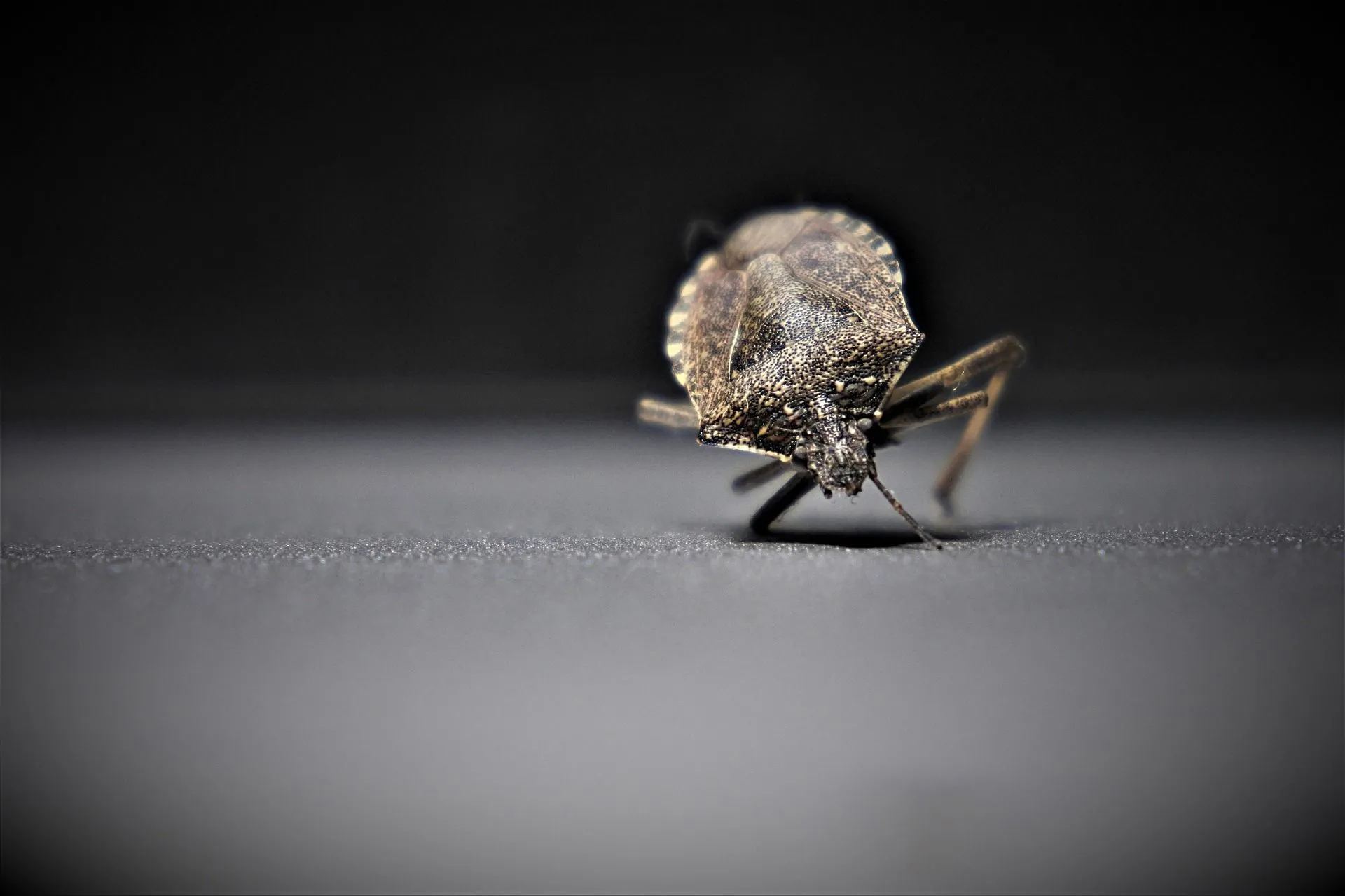 It is important to learn how to identify a bed bug infestation on bedding and room furniture.