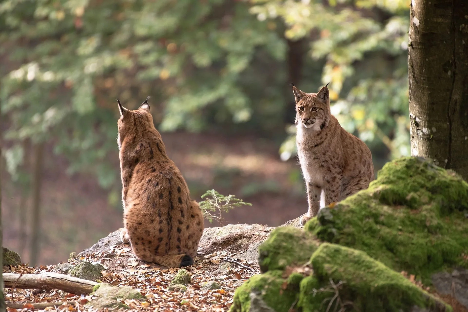 Bobcats prey on smaller animals and are generally not a threat to humans.