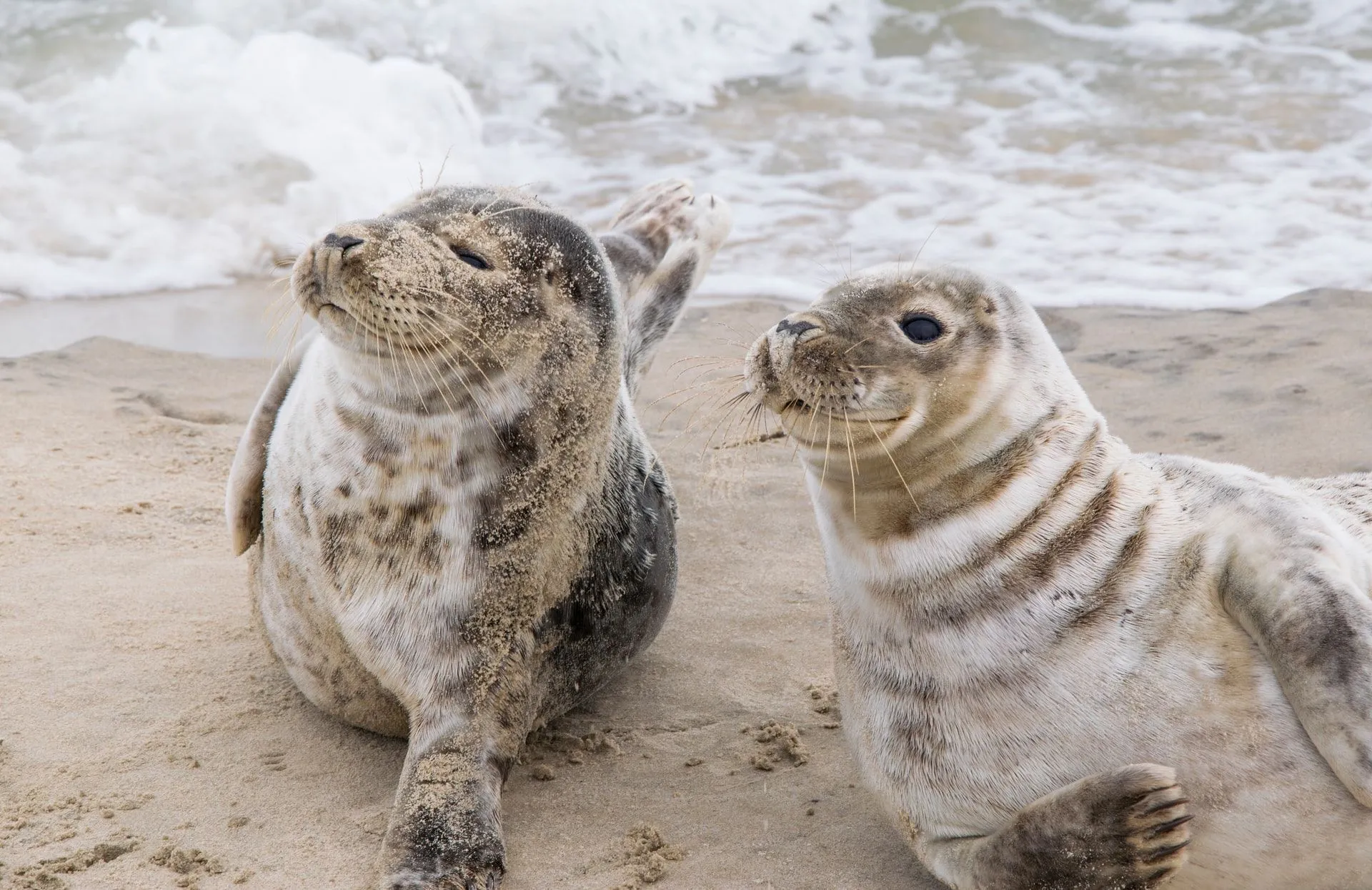 How much DNA do dogs and seals share?