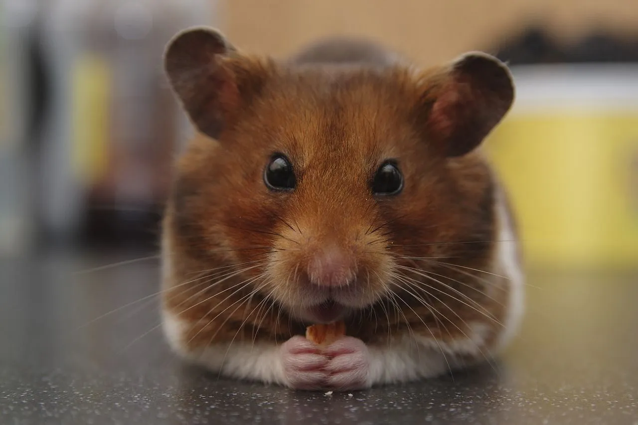 Syrian hamster breeds need a conducive environment in the cage for their health.