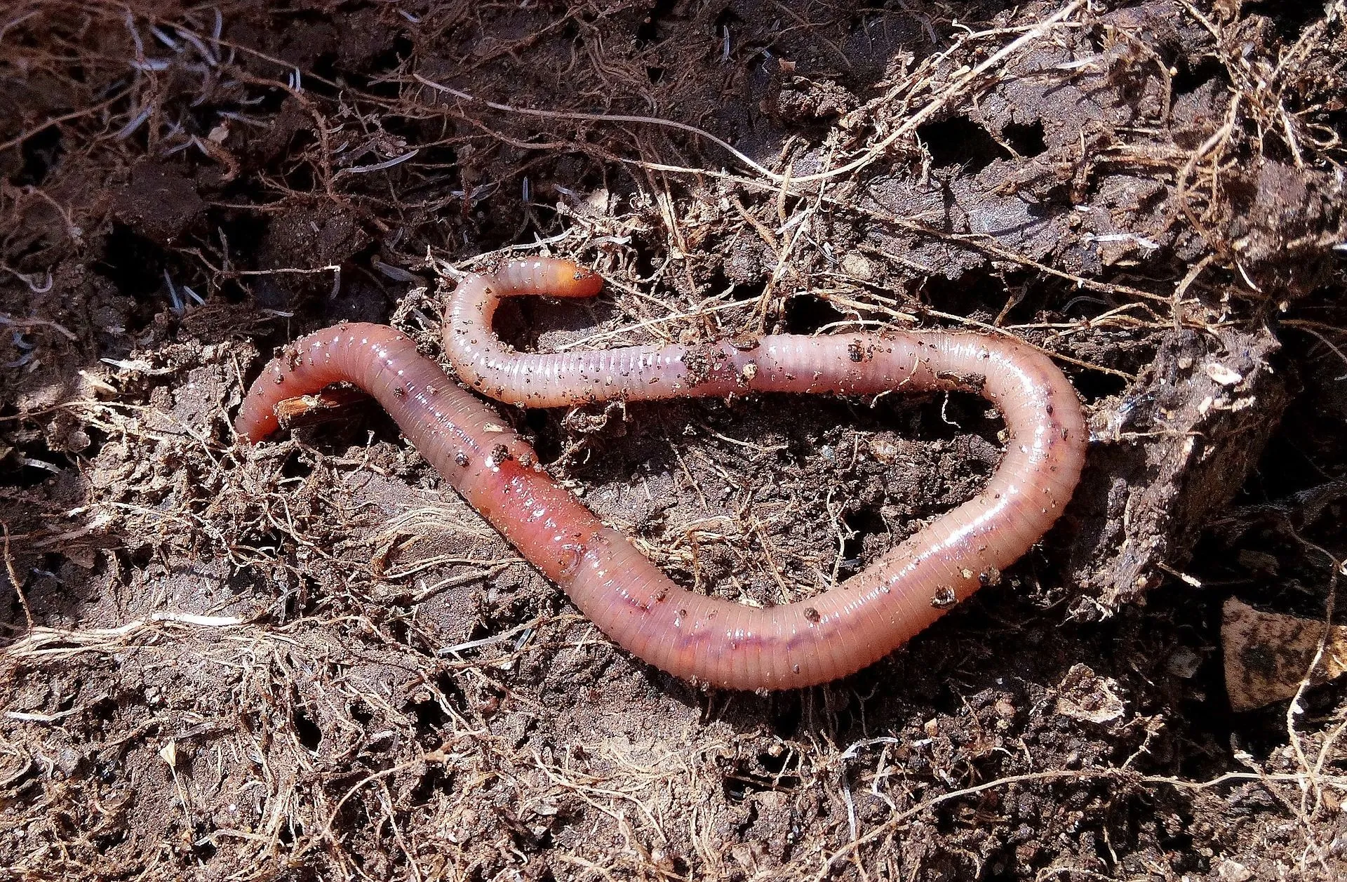 How Do Worms Reproduce? Interesting Insect Facts All Kids Should Know