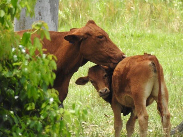 Fetal movements, swollen vulva, and restlessness are some common symptoms during pregnancy in a cow. It usually ranges from about 265-295 days.