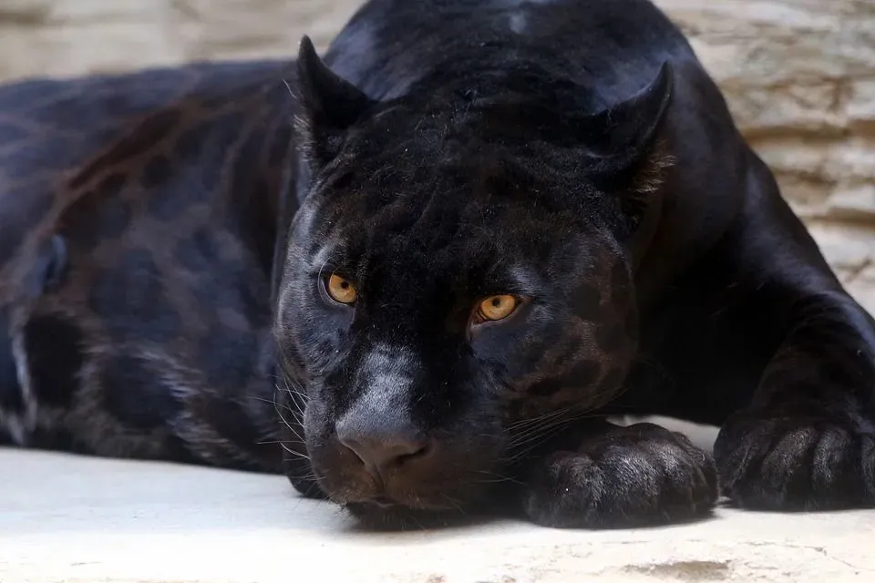 How many black jaguars are left in the world facts state that the jaguar is the world's largest cat.