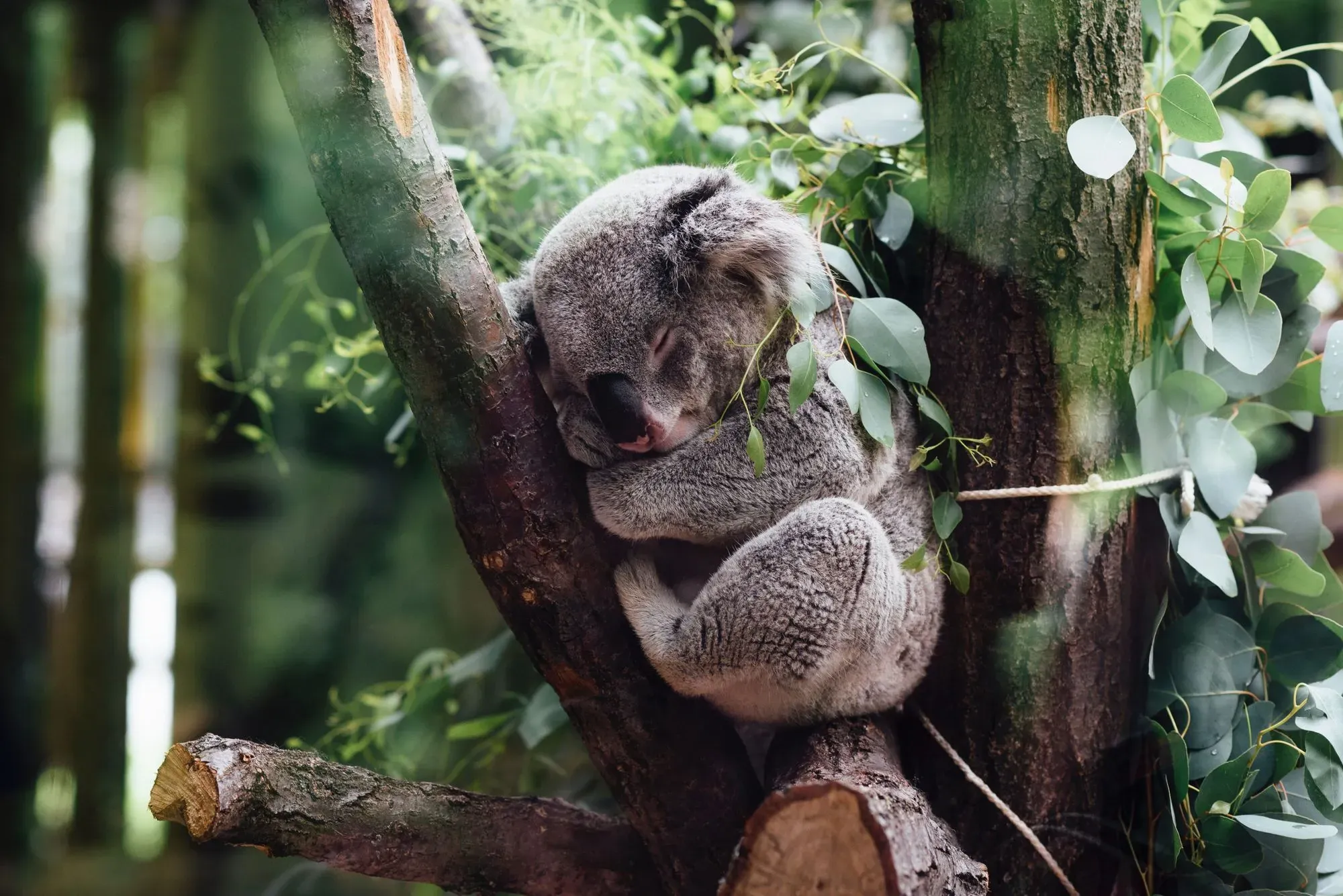 Koalas are known to spend their whole day sleeping on a tree branch!