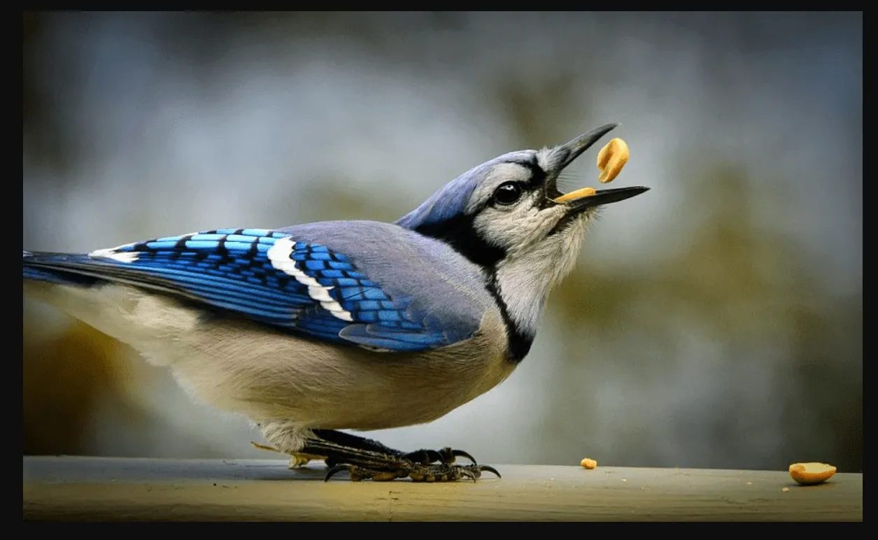 Blue jays are one of the most beautiful species. They have a blue color coat and white underparts.