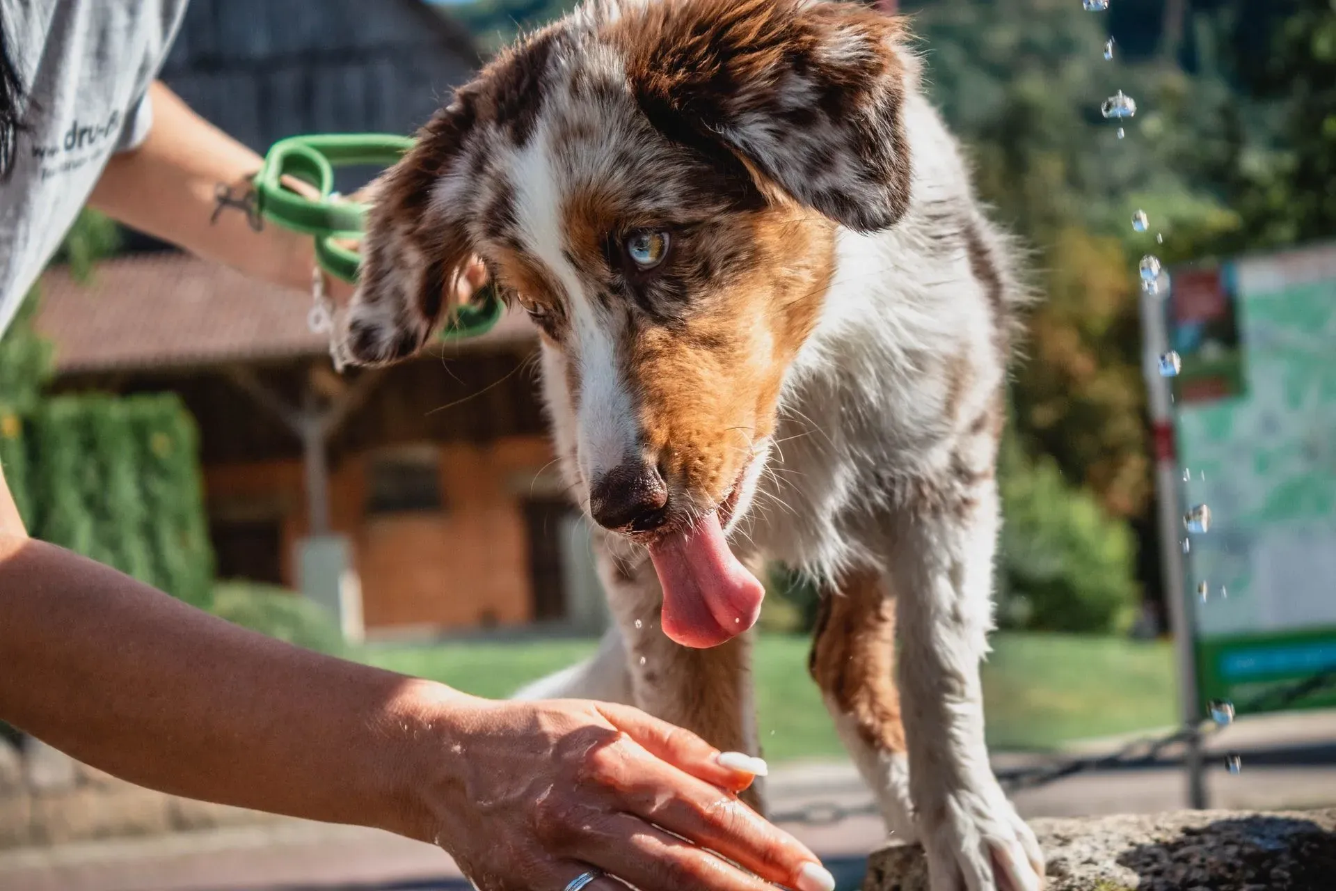 Pets should be given proper care and a regular bath with suitable dog shampoos.