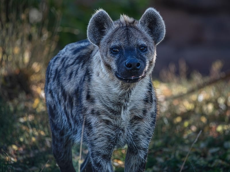 Hyena is mostly a nocturnal animal.