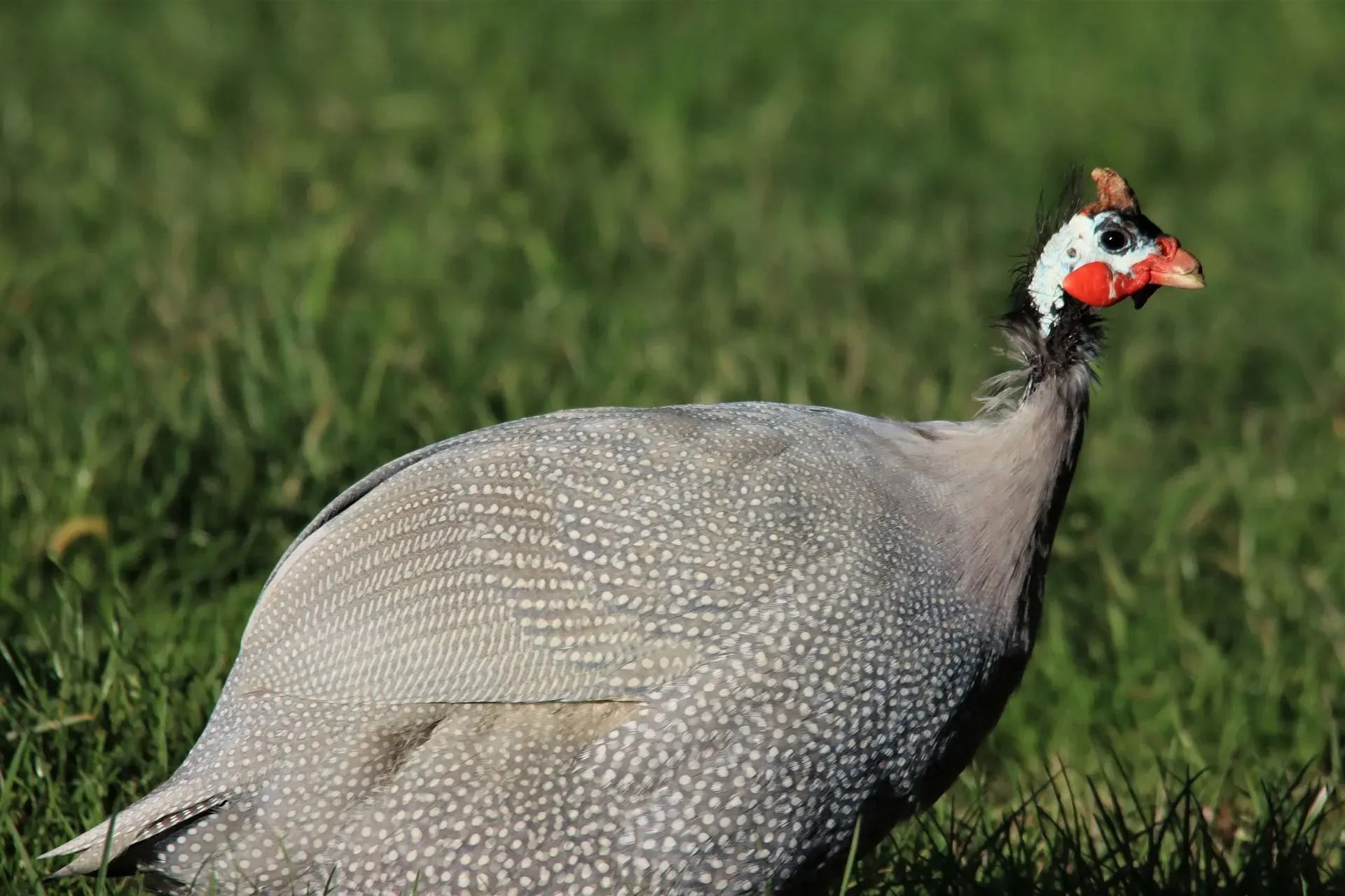 Poultry lovers like to identify guinea fowl sounds when near a coop.