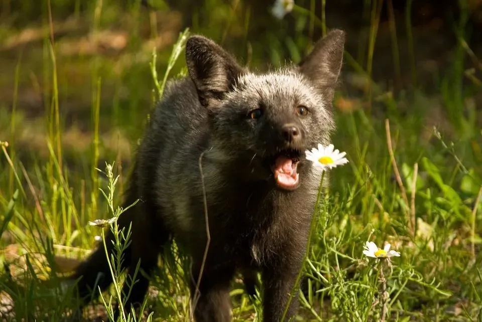 If you are wondering what are baby foxes called, then find out the answer here at Kidadl.