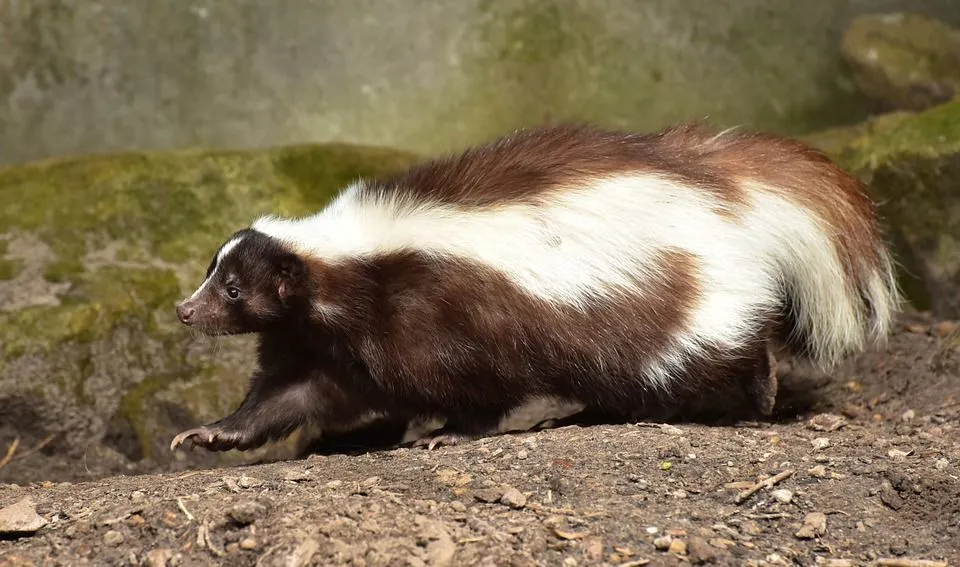 If you see wild skunk babies without a mother, you must call your local animal control.