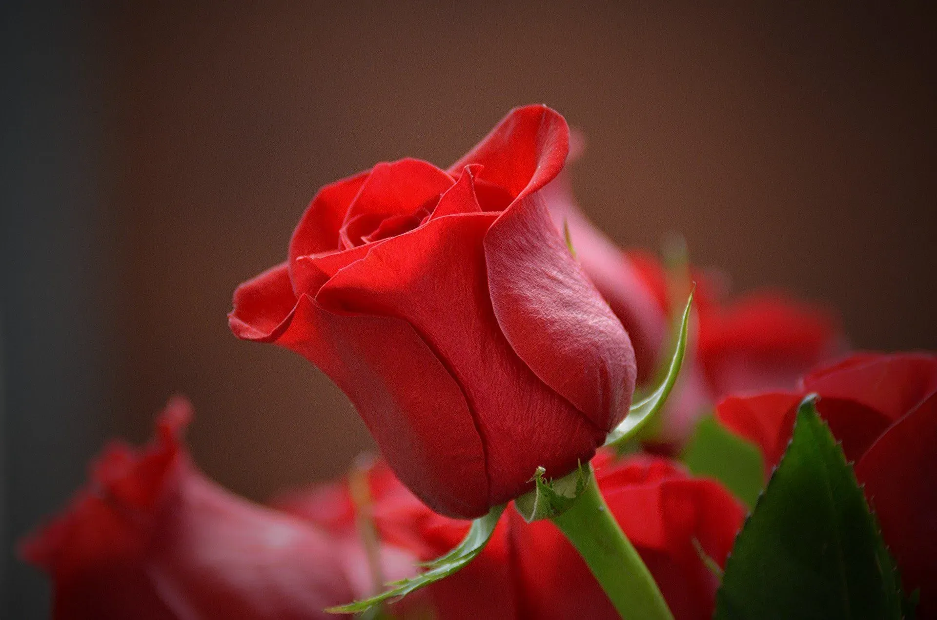 Roses came into existence during the medieval period and have been cultivated ever since as most people adore them.