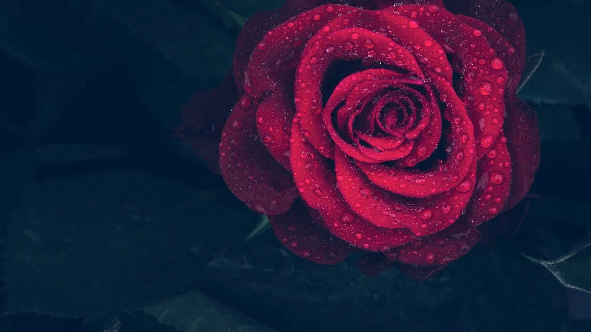 Red rose species belong to the genus Rosa.