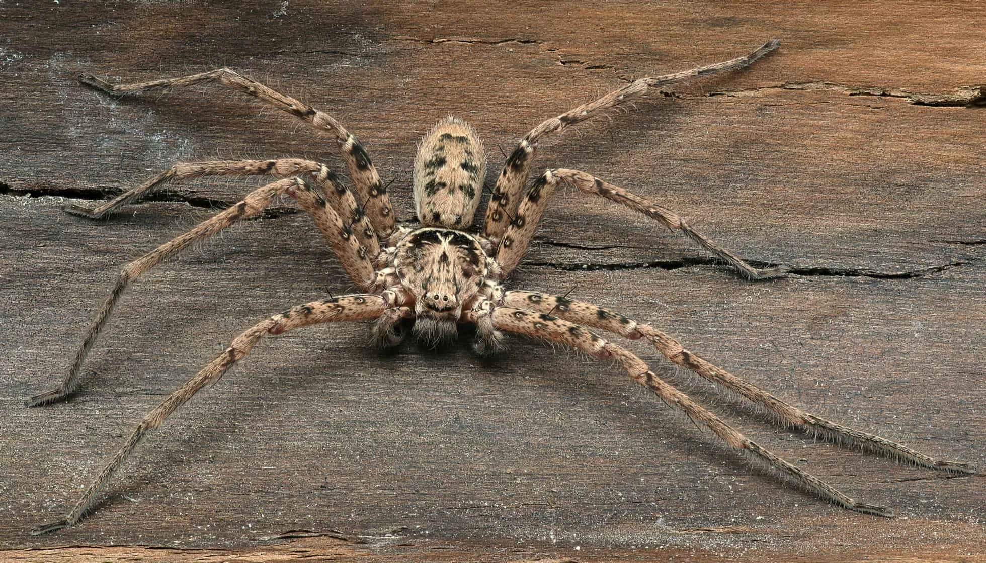 Giant Huntsman Spider