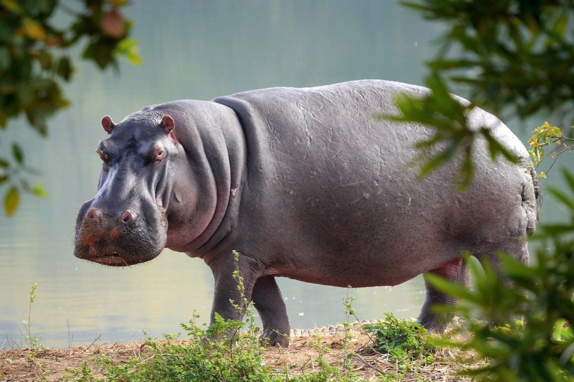 Amazing hippopotamus facts that will help you to learn new things about this incredible species so let’s dig in.