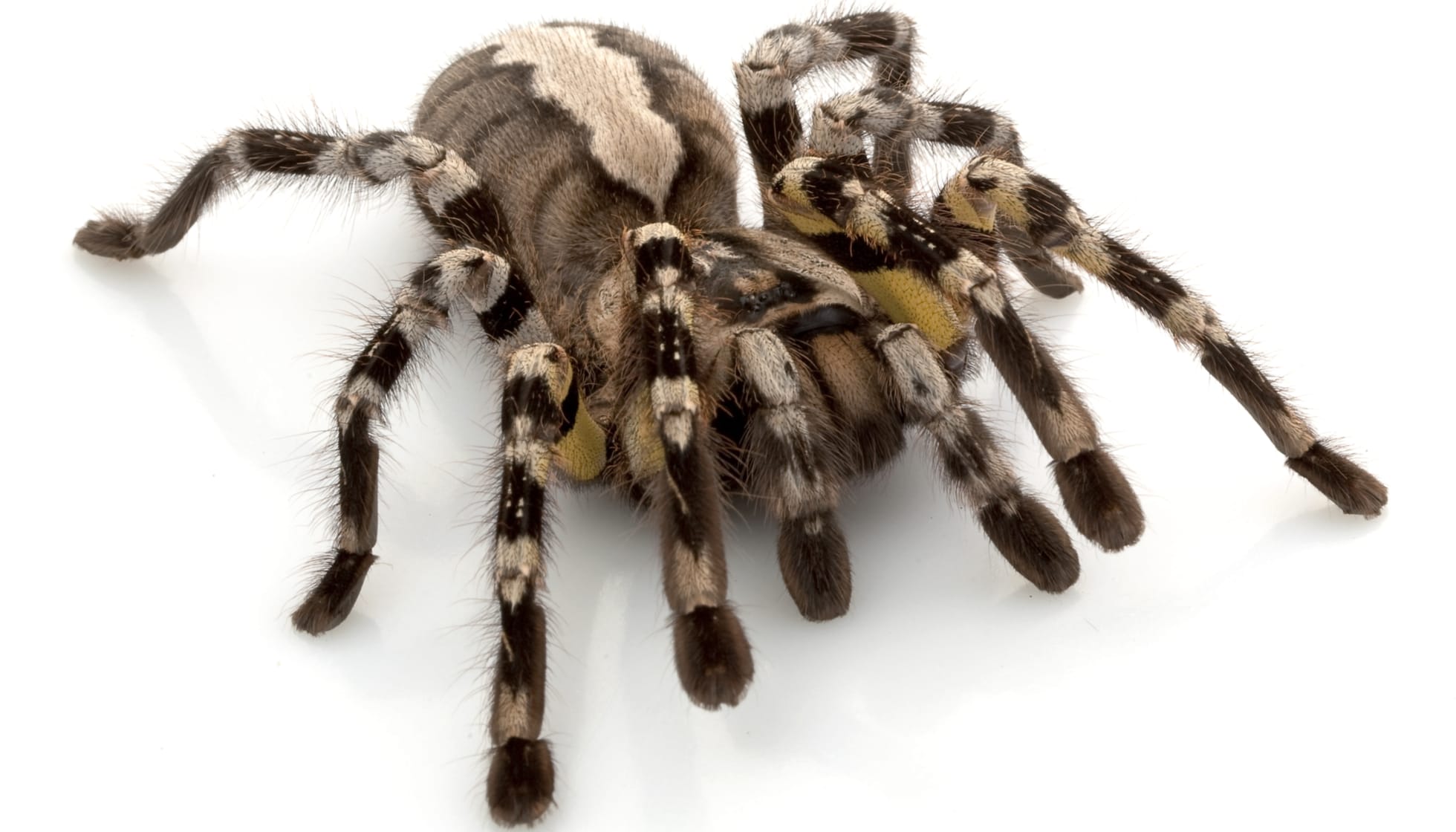 fringed ornamental tarantula bite