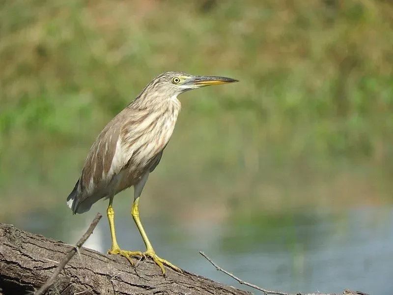 Indian pond heron facts are interesting for kids and adults.