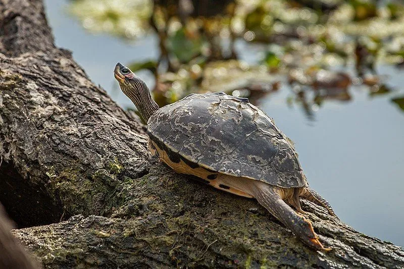 Indian roofed turtle is a cute reptile.