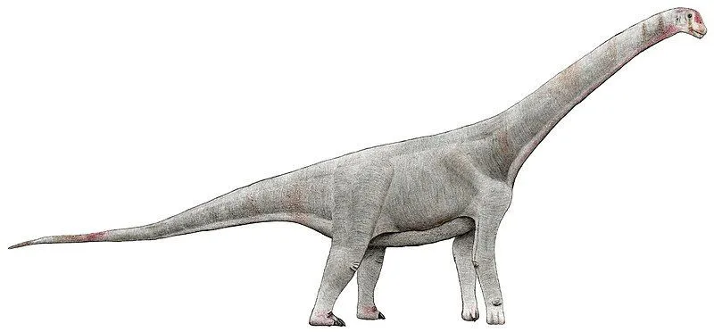 Interesting Chubutisaurus facts for kids.