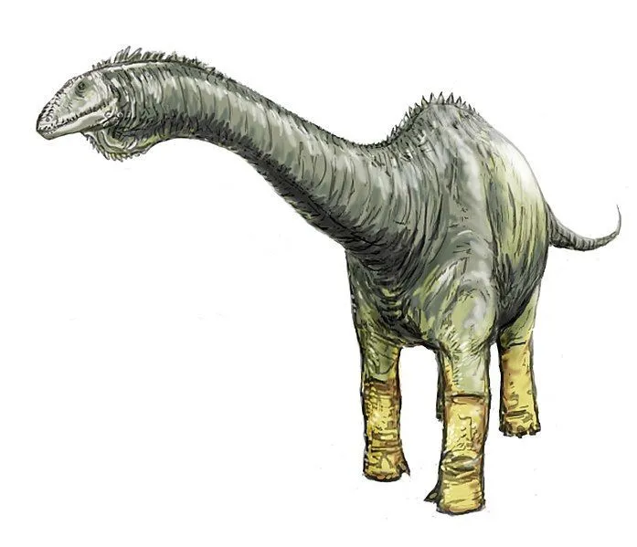 Interesting Haplocanthosaurus facts for kids.