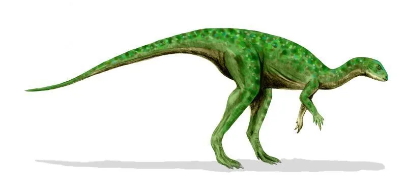 Interesting Othnielosaurus facts include that they are very small bipedal dinosaurs.