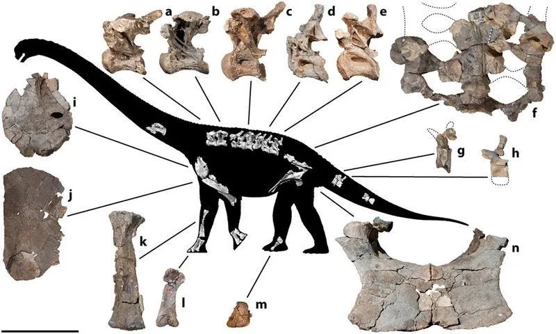 Interesting Savannasaurus facts are about these herbivorous dinosaurs.