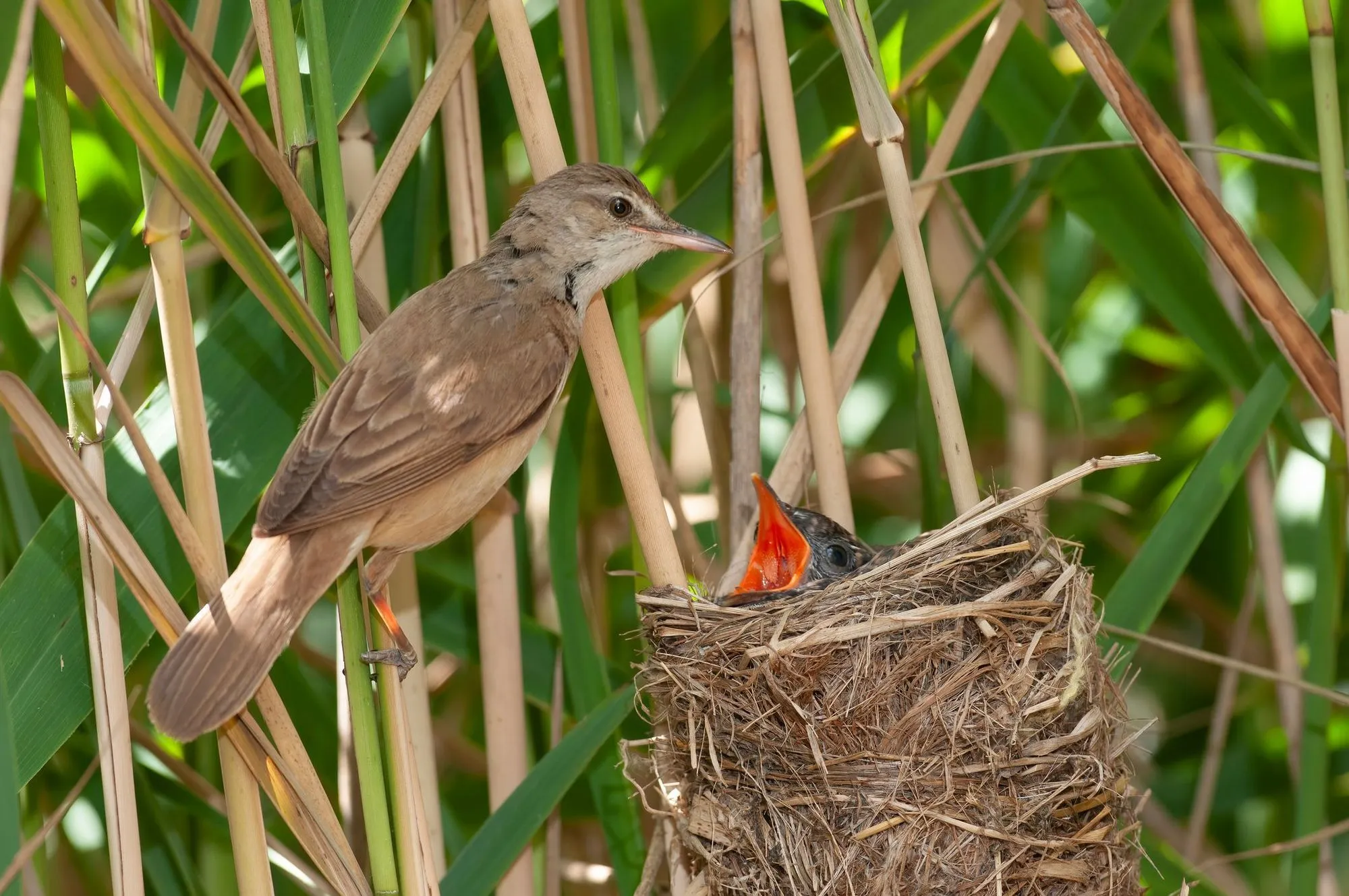 Interesting and fun great reed warbler facts you won't find elsewhere.