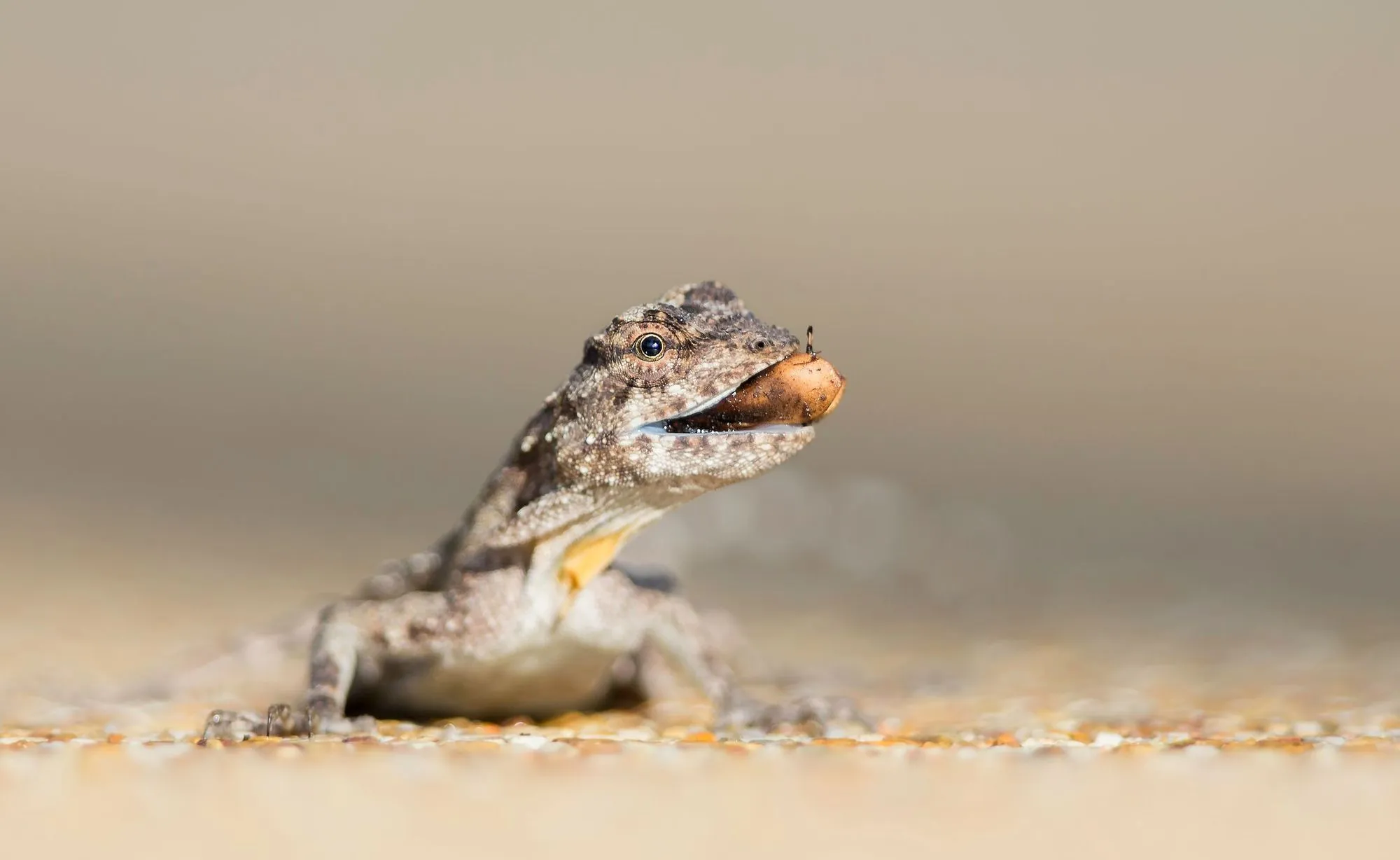 Interesting gliding lizard facts that are incredible.