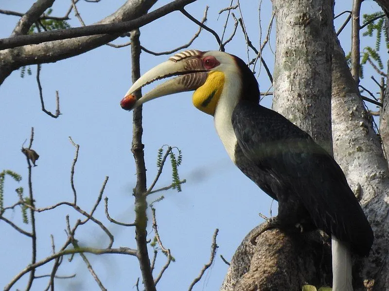 Interesting wreathed hornbill facts that will amaze you.