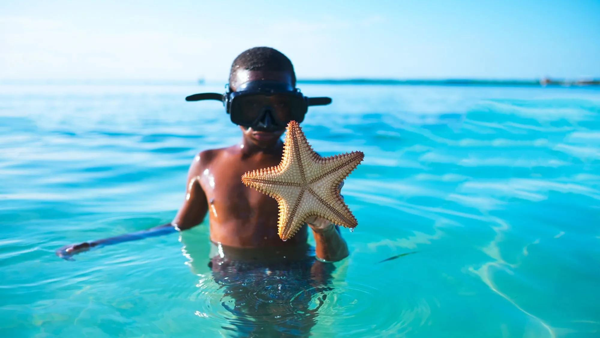Starfish do not have any blood in them and can live as long as 35 years.