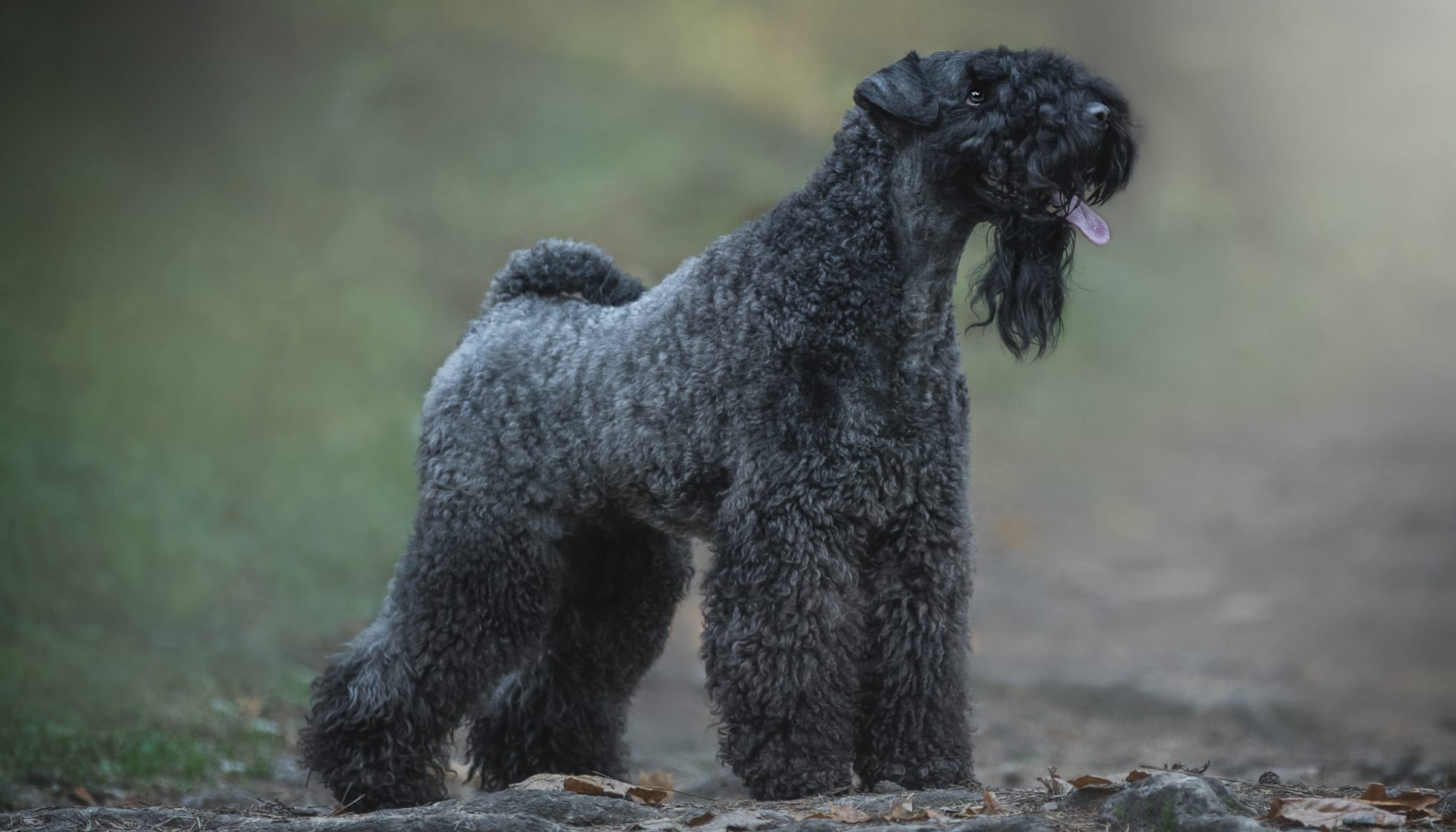 at what age is a kerry blue terrier full grown