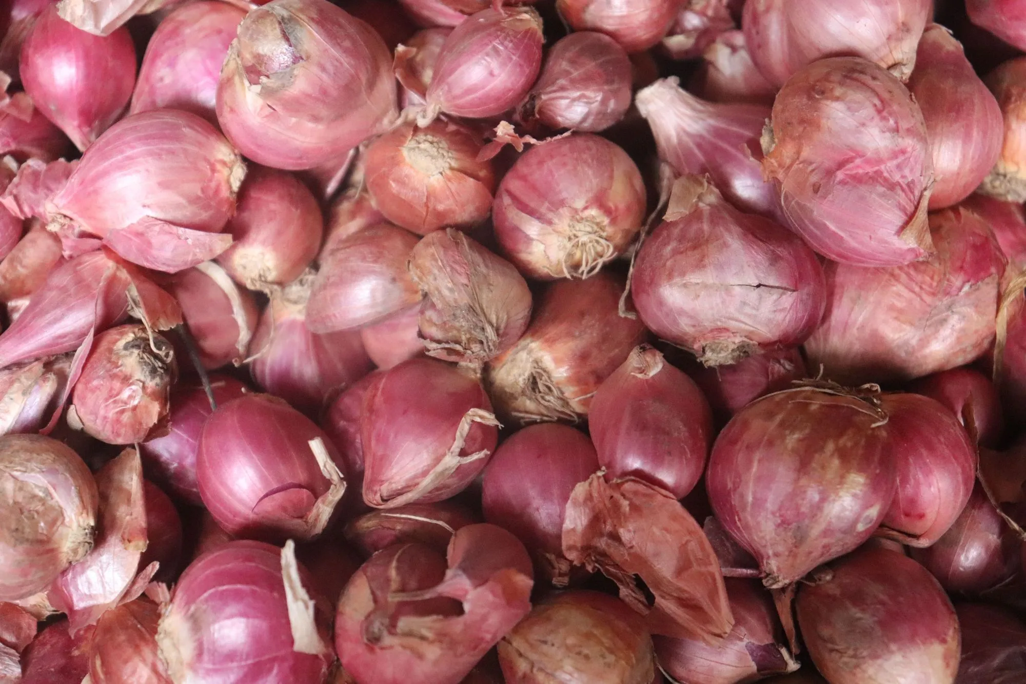 Onions form the base of many delicious dishes, and the important thing is that the whole plant is edible!