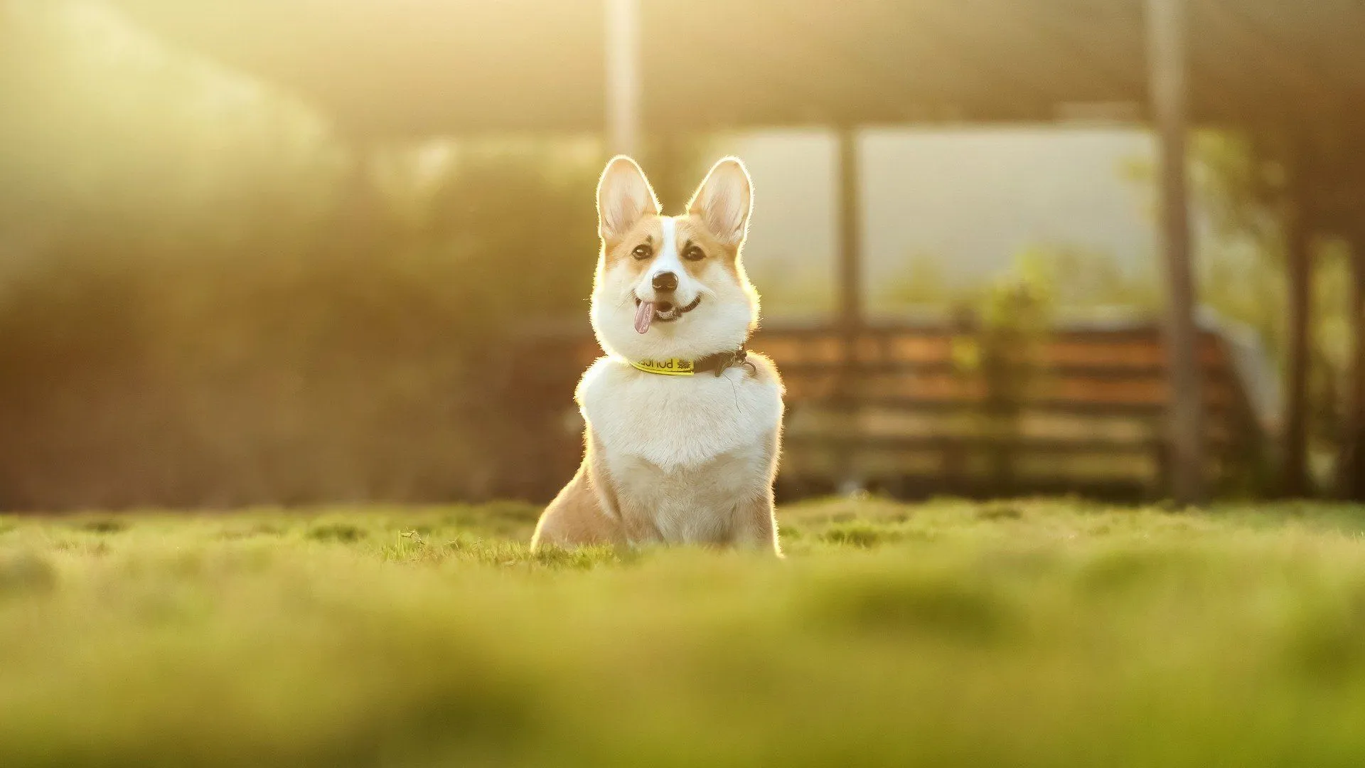 is white or brown rice better for dogs