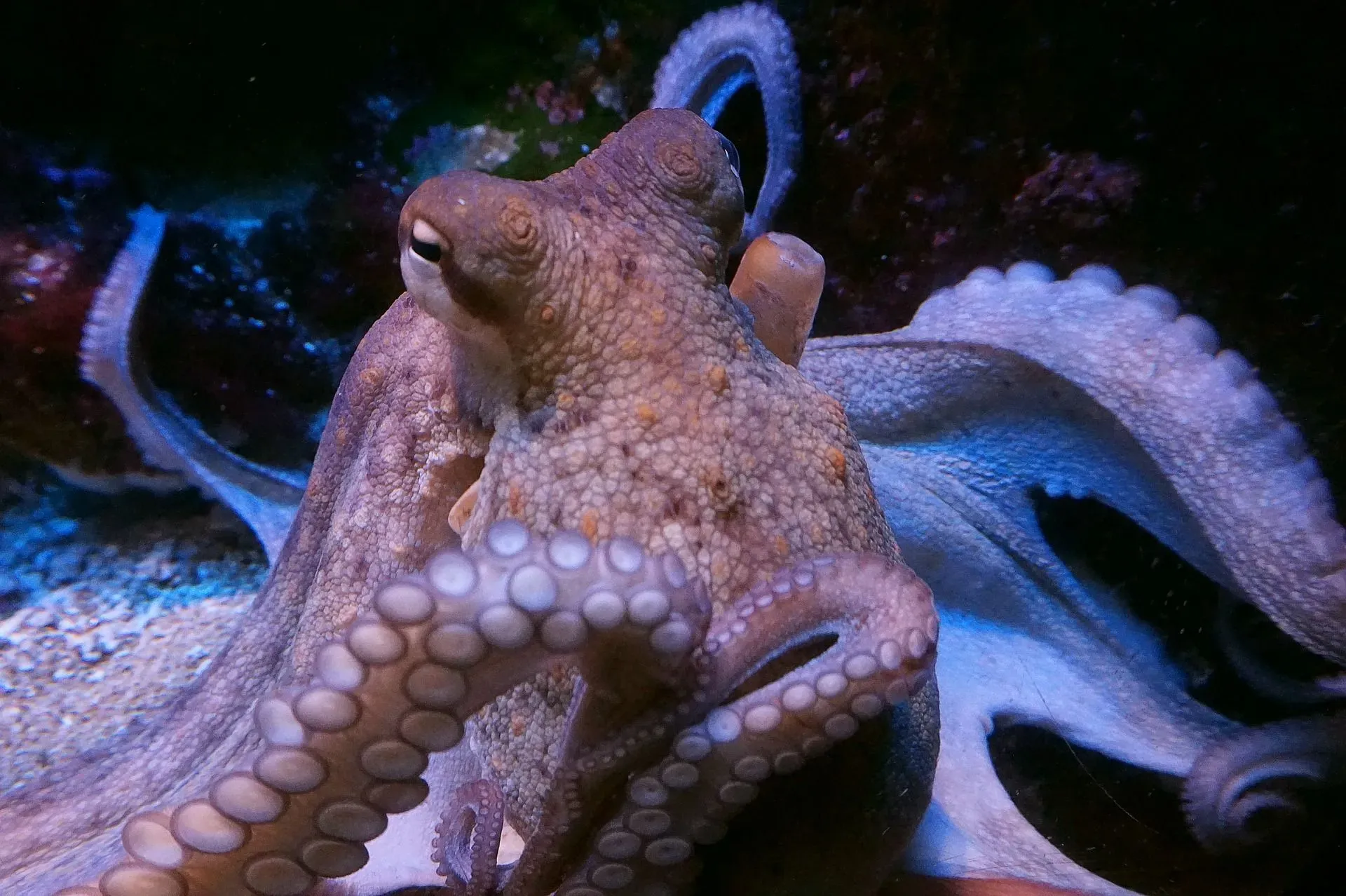 Many people tend to wonder is calamari squid or octopus.