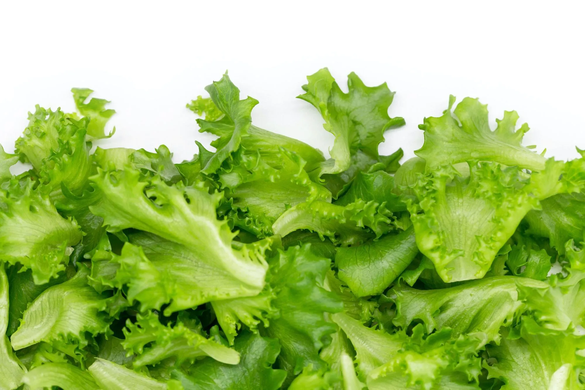 is lettuce toxic to dogs