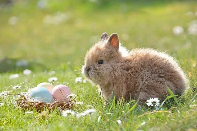 Is the Easter Bunny real? Read on to find out!