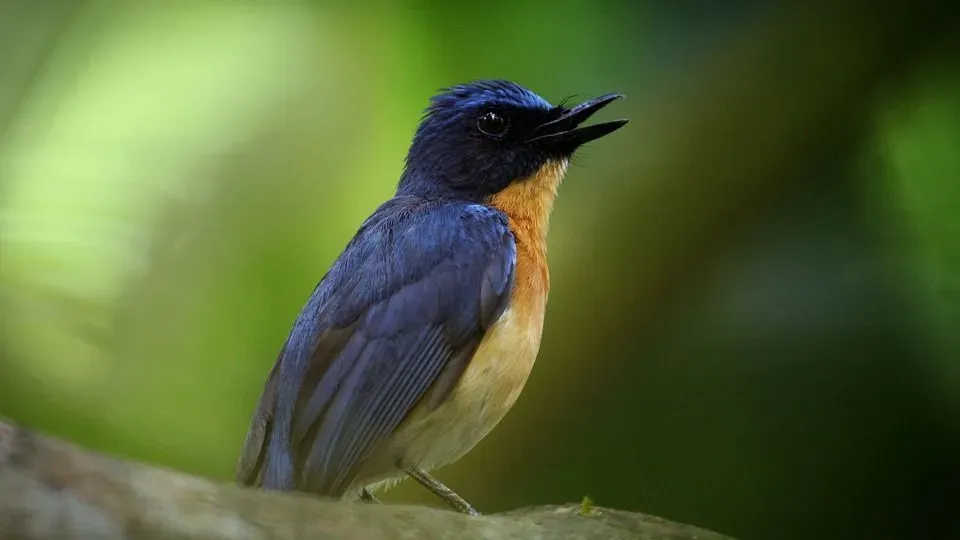It is a bird with dark and bright blue upperparts and a bright yellow-orange throat and breast.