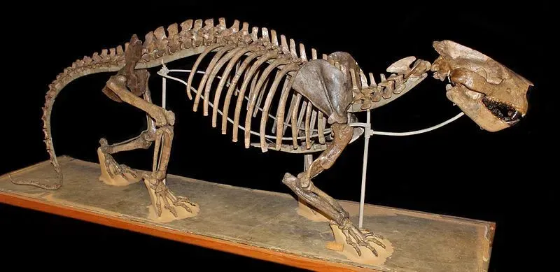 It is a skeleton of a cat-like mammal with a long tail living during the Early-Middle Eocene epochs.