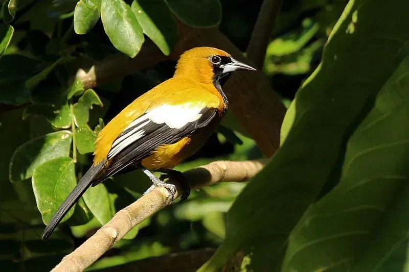 Jamaican oriole facts help to know about bird species.