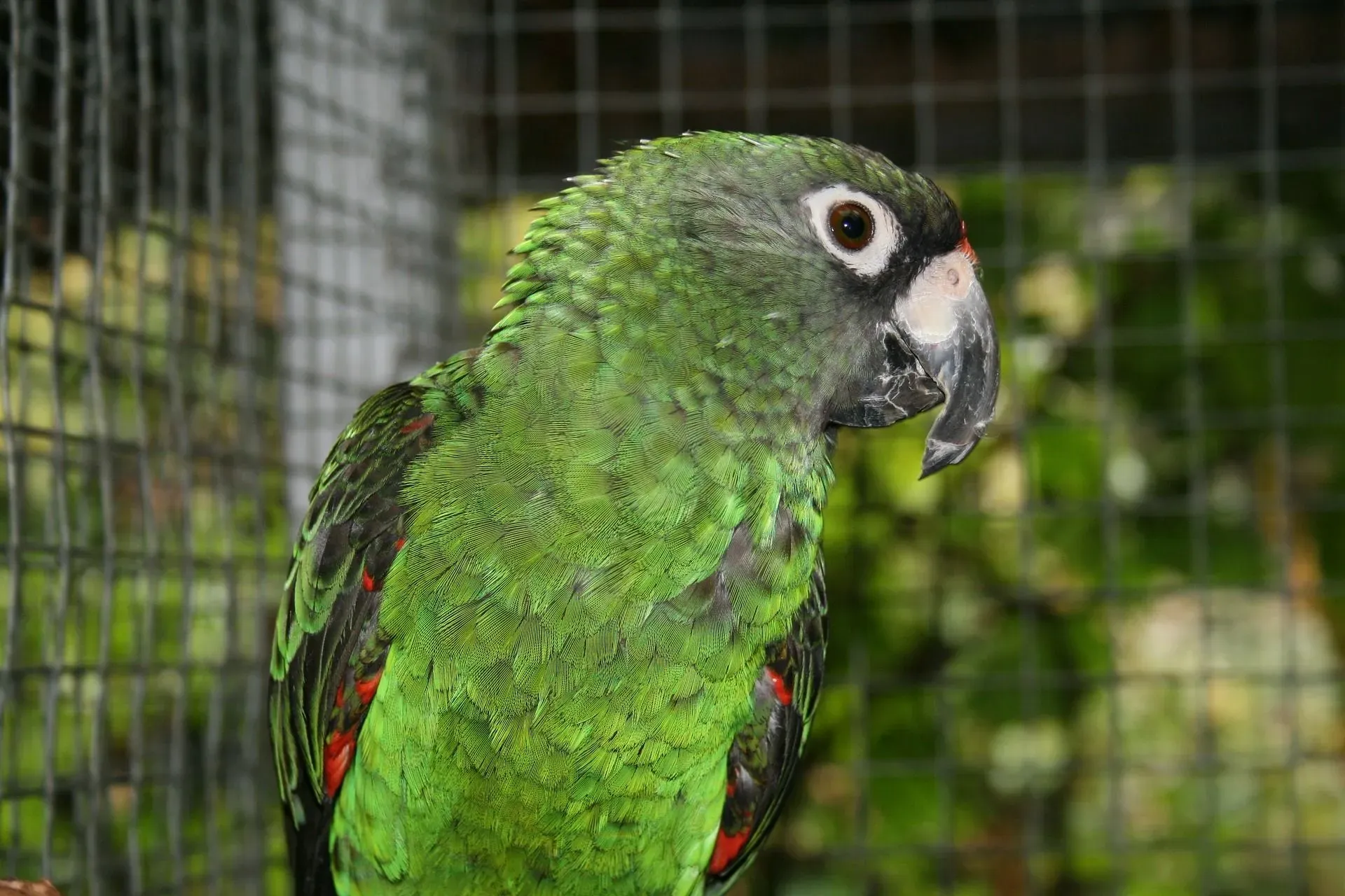 Jardine's parrot facts are great for kids.
