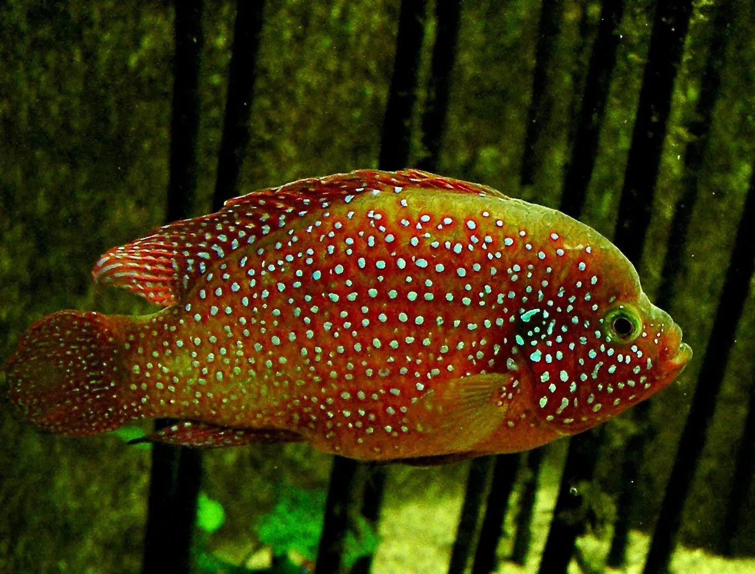 A beautiful freshwater jewel cichlid found in canals.