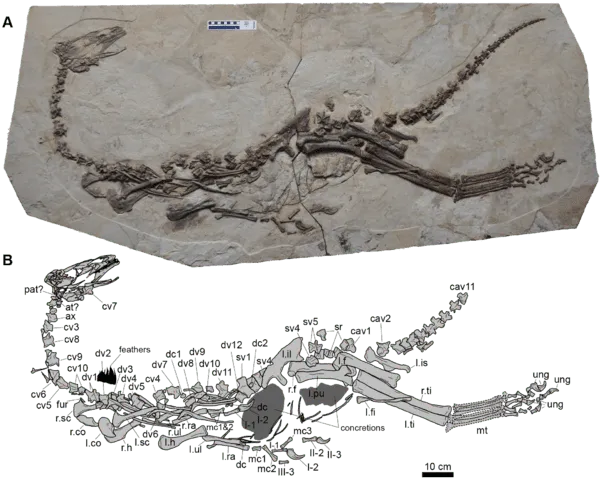 The femur to tibia ratio in Jianchangosaurus is the greatest that has yet been found in therizinosaurs.