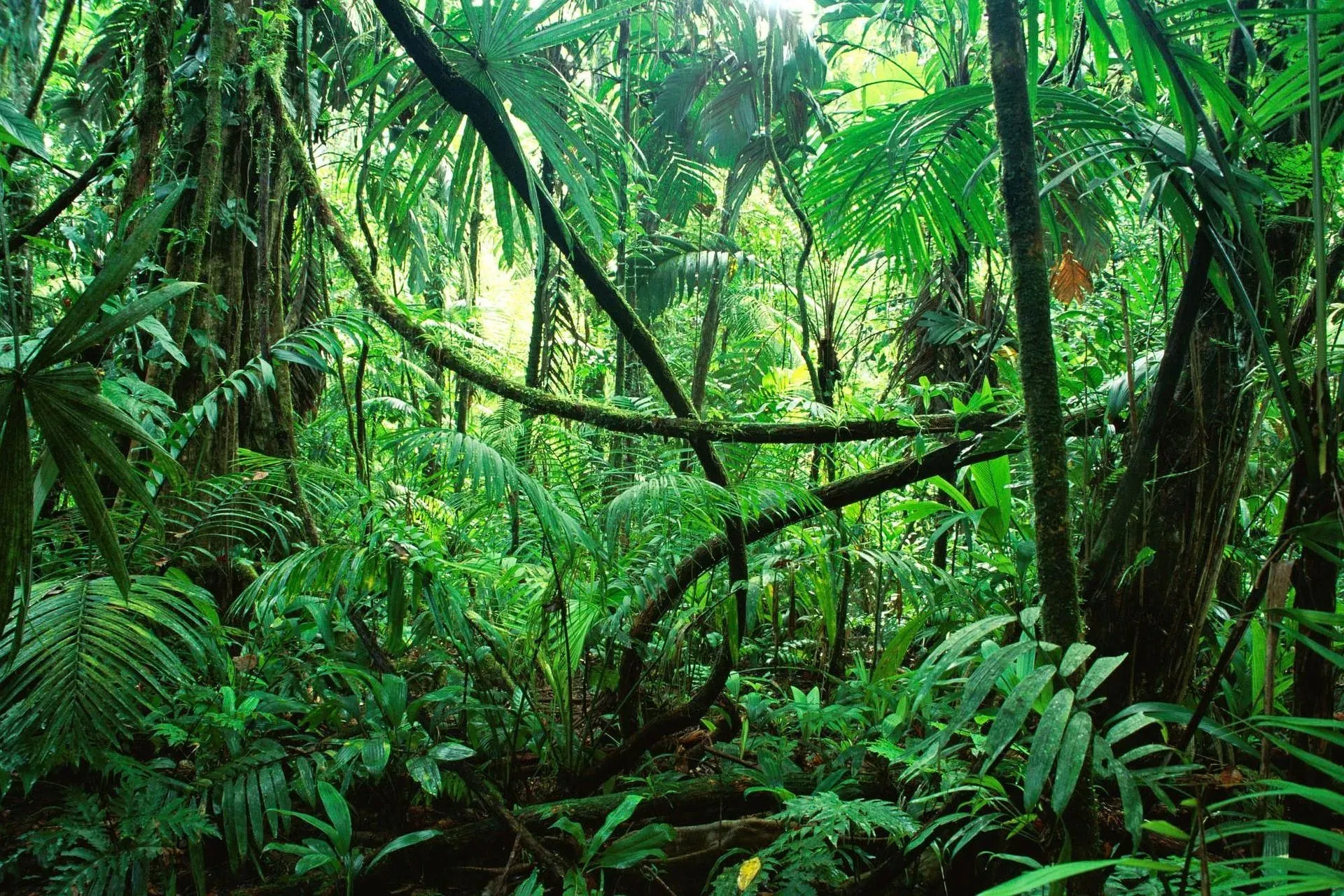 What do you know about a jungle vs a forest. Jungles have massive undergrowth of shrubs and vines.