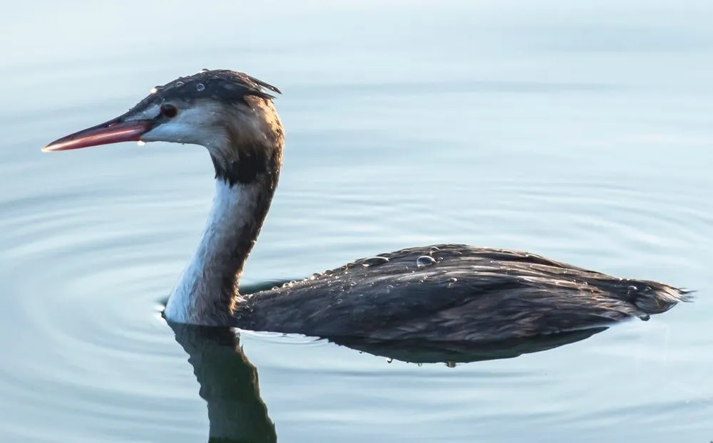 Junin grebe facts talk about how their scientific name is a tribute to a certain Polish zoologist.