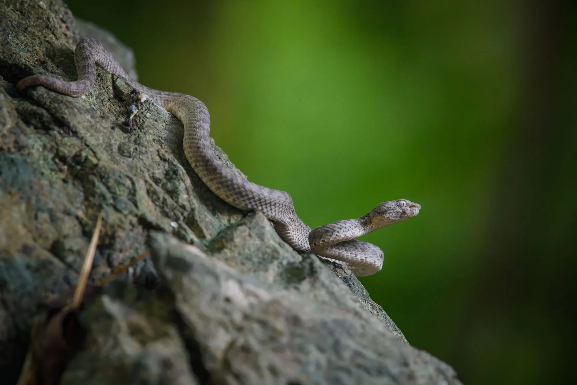 Interesting Kanburi pit viper facts that will cheer you up.